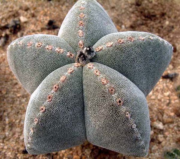 Astrophytum myriostigma Astrophytum myriostigma
