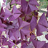 Oxalis triangularis