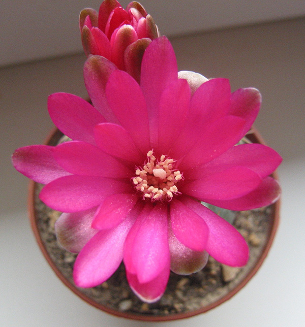 Gymnocalycium baldianum