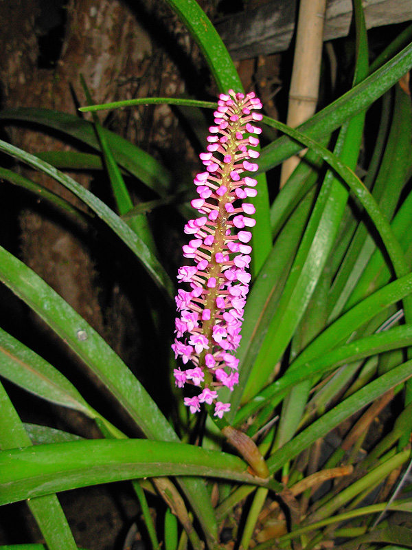 Arpophyllum spicatum