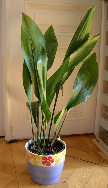Aspidistra elatior Aspidistra elatior