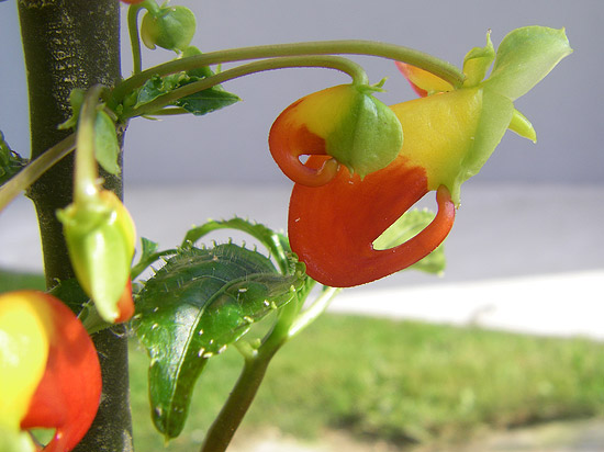 Die Blüte im Detail