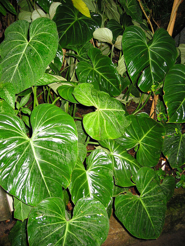 Philodendron gloriosum