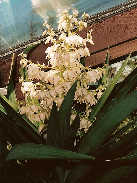 Die Blüte der Yucca elephantipes