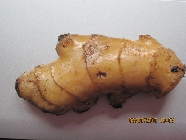 Zingiber officinale Zingiber officinale