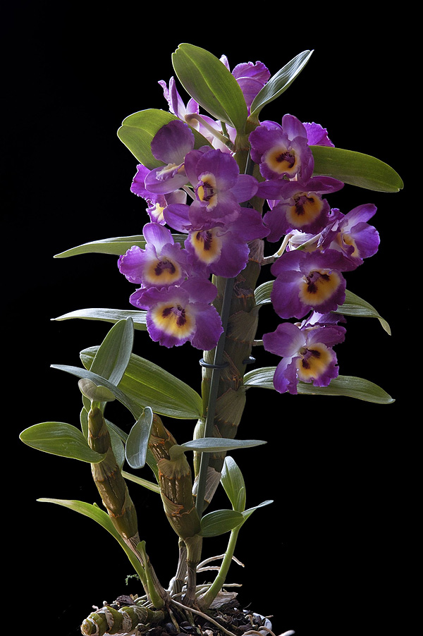 Dendrobium nobile