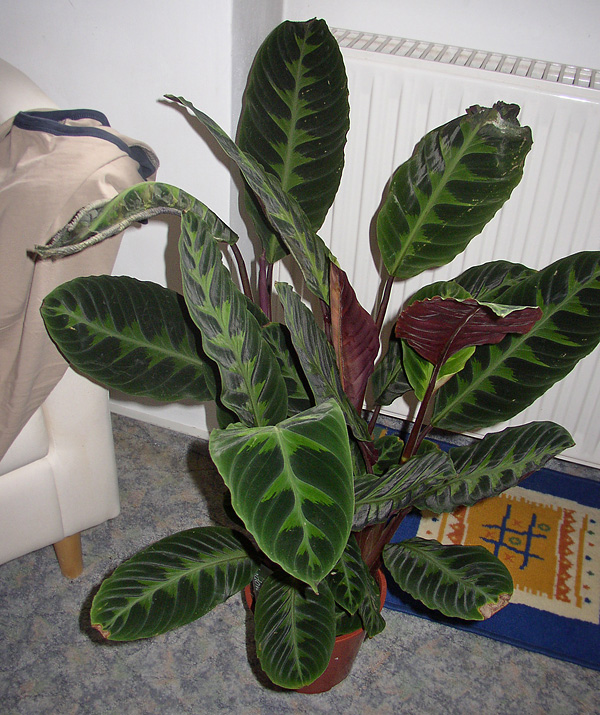 Calathea warscewiczii 