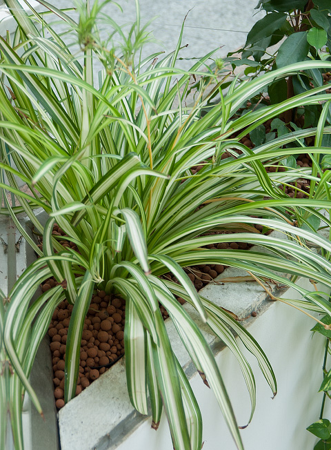 Chlorophytum comosum 'Variegatum' Chlorophytum comosum 'Variegatum'