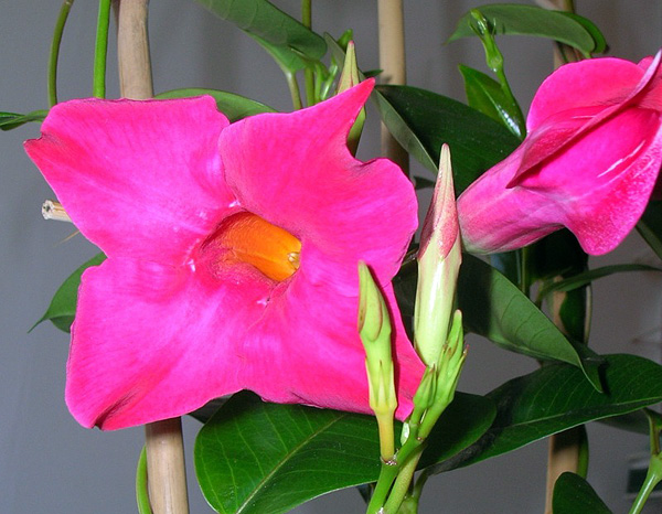 Dipladenia 'Sundaville Red'