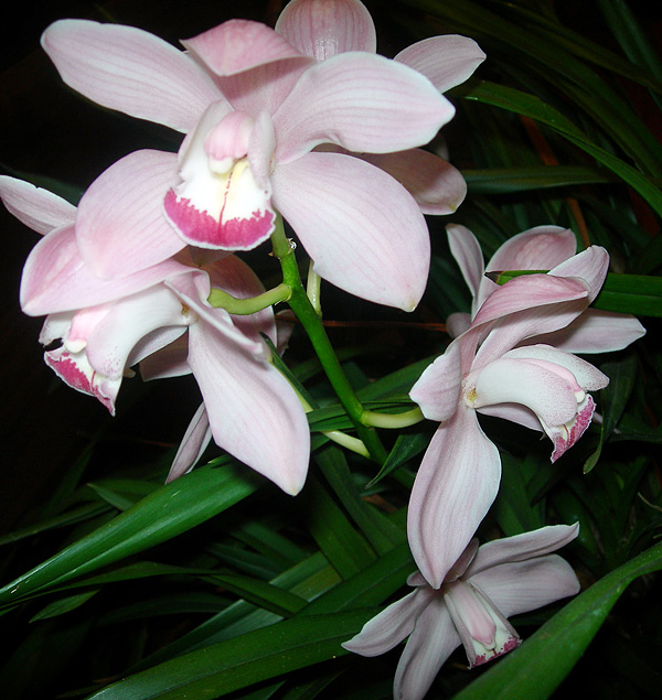 Cymbidium Cymbidium
