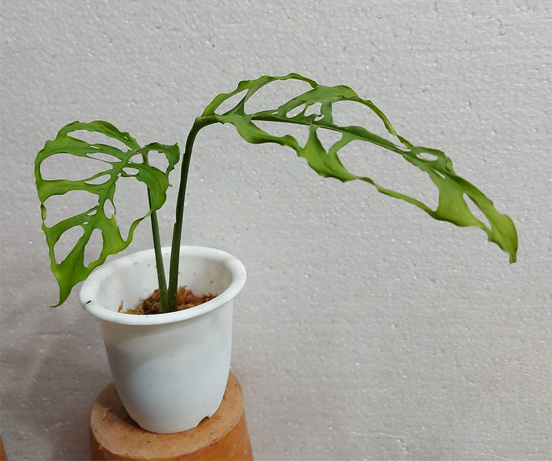 Junge Monstera obliqua