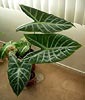 Alocasia lowii