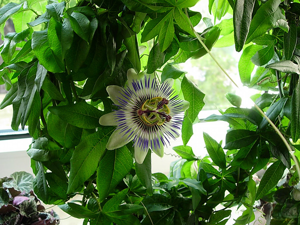 Passiflora caerulea Passiflora caerulea