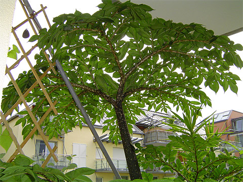 Amorphophallus konjac