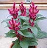 Celosia argentea