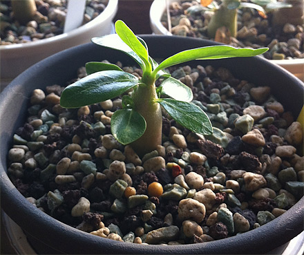 Adenium obesum Jungpflanze 3 Monate Adenium obesum Jungpflanze 3 Monate