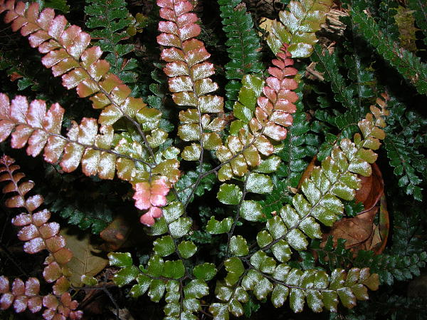 Adiantum hispidulum Adiantum hispidulum