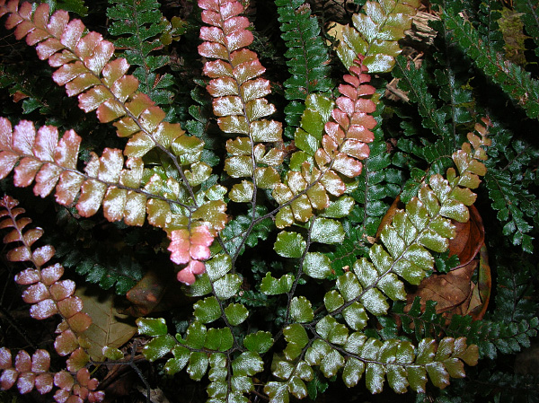 Adiantum hispidulum