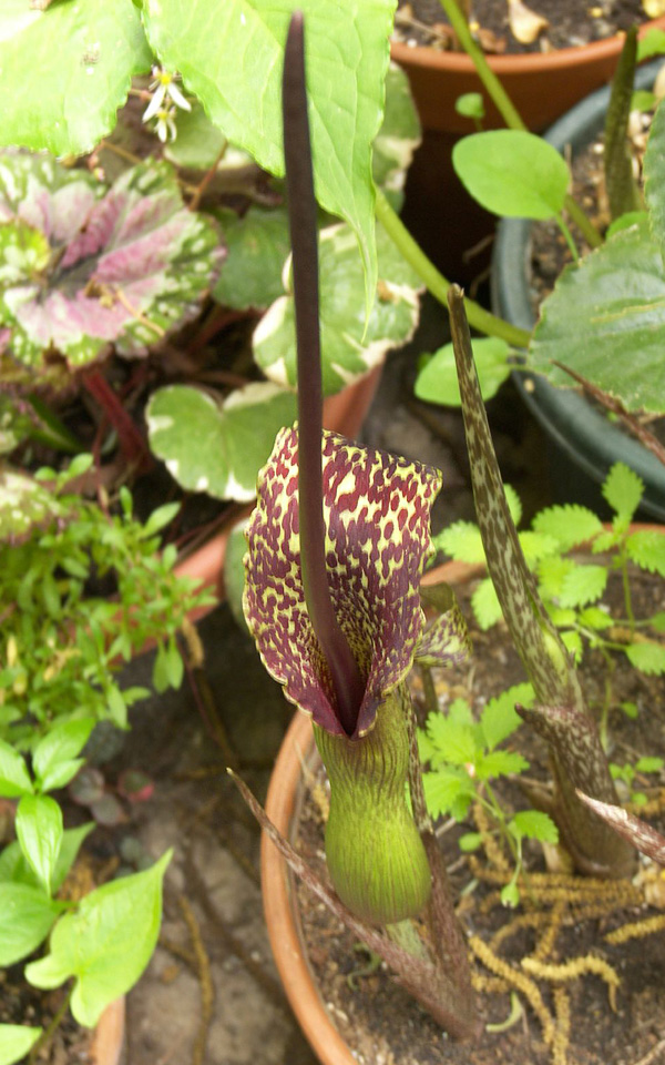 Die Blüte der Typhonium venosum Die Blüte der Typhonium venosum