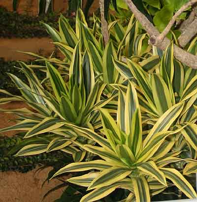 Dracaena reflexa 'Song of Sri Lanka'