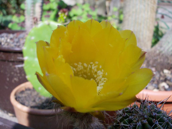Echinopsis aurea Echinopsis aurea