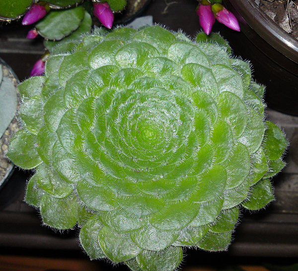 Aeonium tabuliforme Aeonium tabuliforme