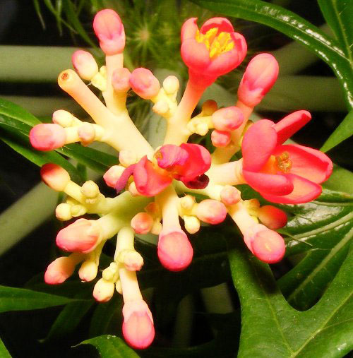 Jatropha multifida