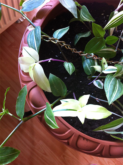 Tradescantia fluminensis 'Variegata'