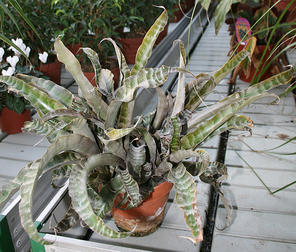 Cryptanthus fosterianus