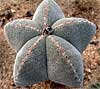 Astrophytum myriostigma