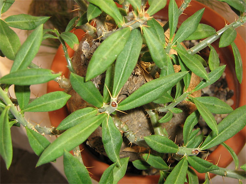 Pachypodium bispinosum