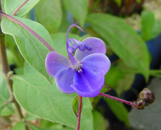 Clerodendrum ugandense Clerodendrum ugandense