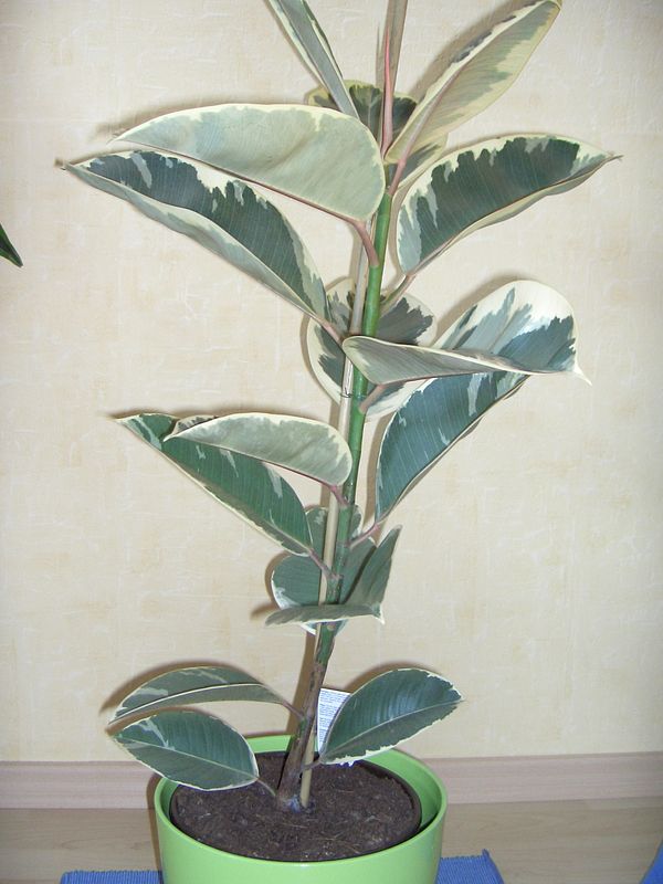 Ficus elastica 'Variegata' Ficus elastica 'Variegata'