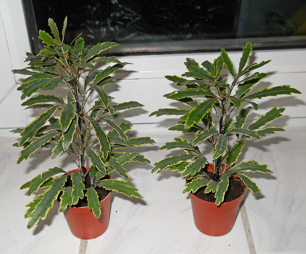 Schefflera elegantissima