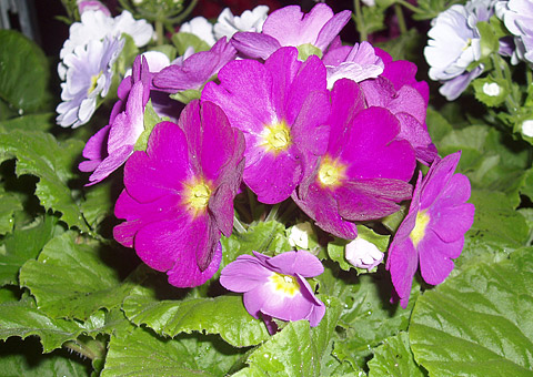 Primula obconica Primula obconica