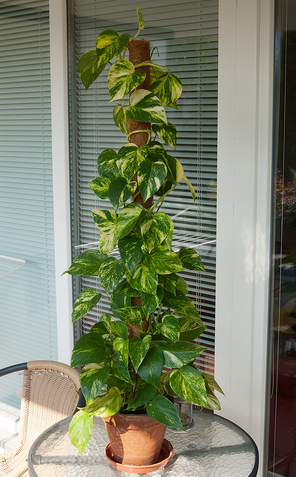 Epipremnum pinnatum Epipremnum pinnatum