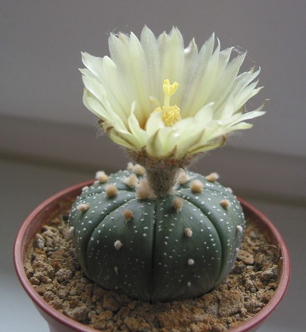 Astrophytum asterias Astrophytum asterias