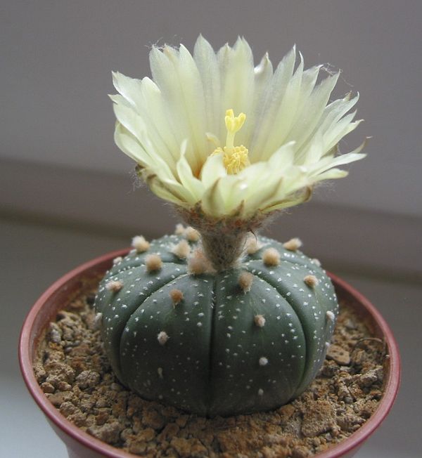 Astrophytum asterias