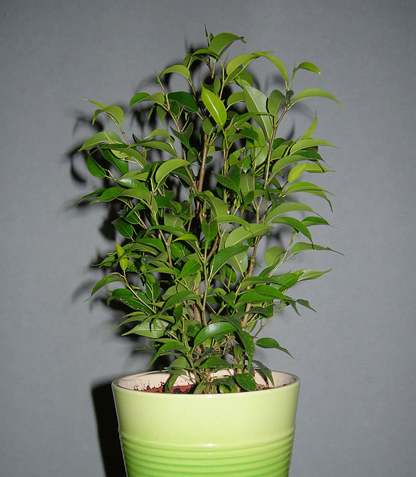 Ficus benjamina 'Natasja'