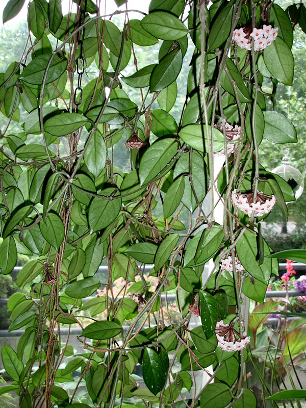 Hoya carnosa