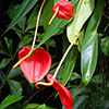 Anthurium × scherzerianum