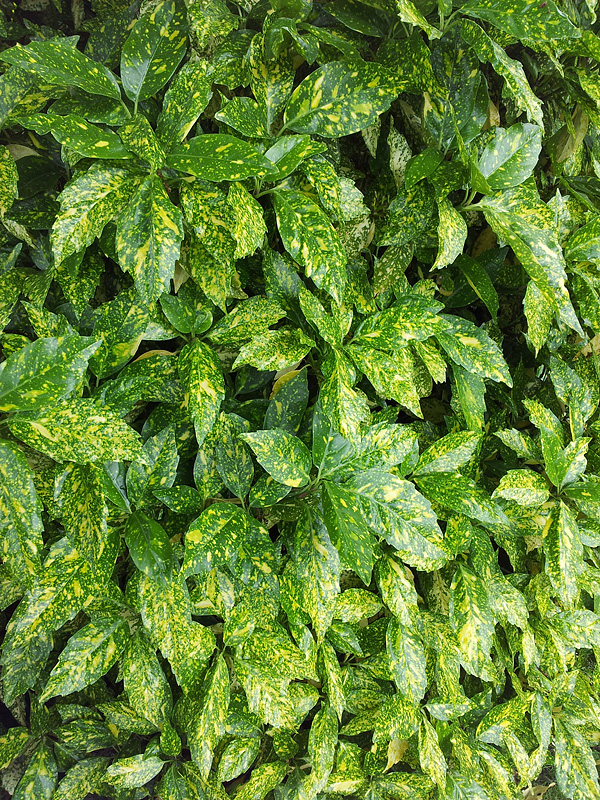 Aucuba japonica 'Crotonifolia' Aucuba japonica 'Crotonifolia'