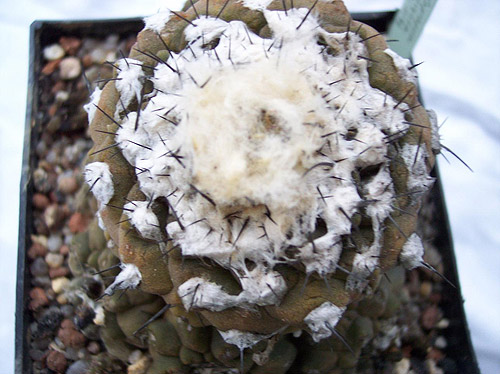 Copiapoa hypogaea