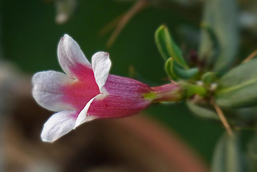 Die Blüte