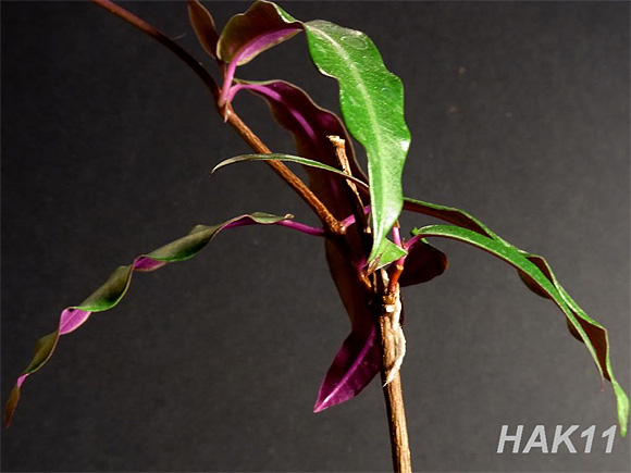 Petopentia natalensis Petopentia natalensis