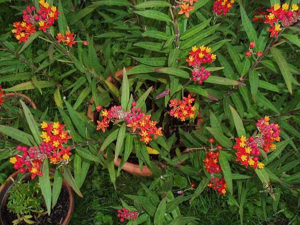 Asclepias curassavica Asclepias curassavica