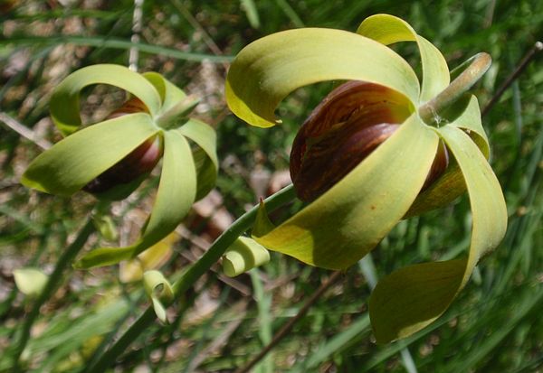 Die Blüte der Darlingtonia californica Die Blüte der Darlingtonia californica