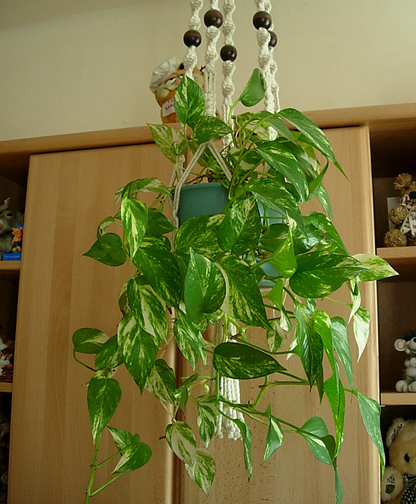 Epipremnum pinnatum als Ampelpflanze Epipremnum pinnatum als Ampelpflanze