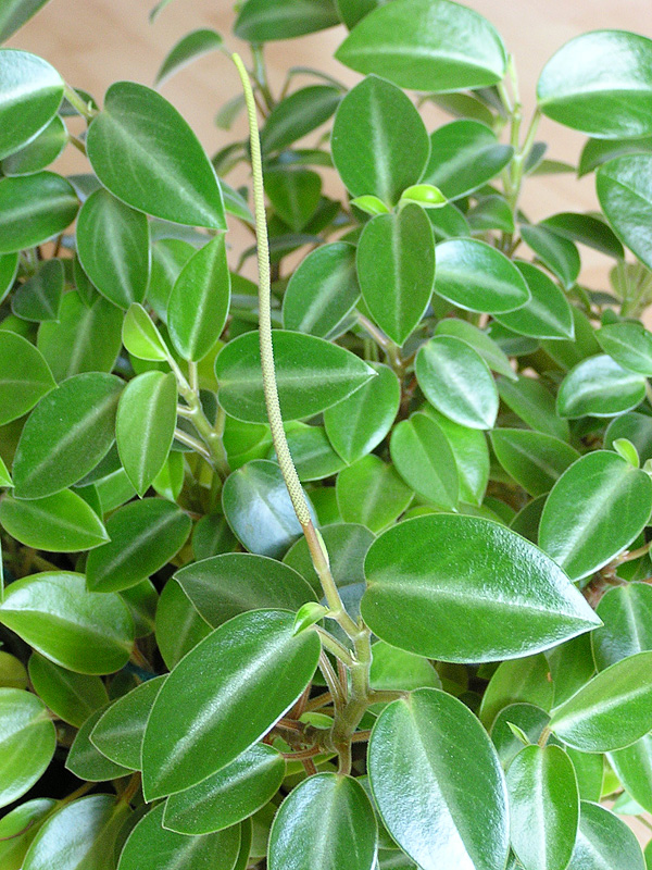 Peperomia orba