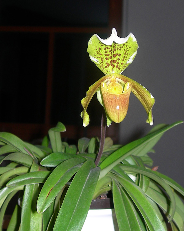 Paphiopedilum insigne